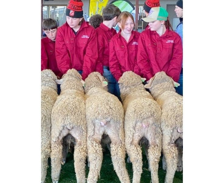 Stage 4 students with 5 merino wethers at the Dubbo Challenge.